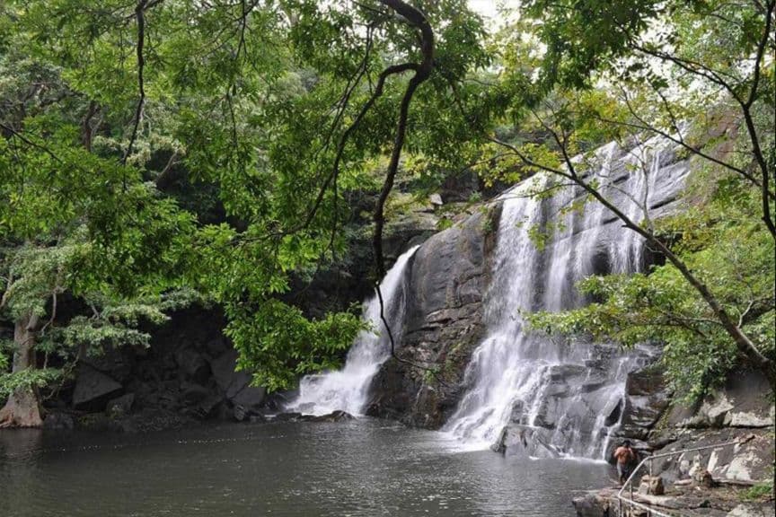 Forest Bathing and Nature Healing: Exploring Sri Lanka’s Ancient Forests